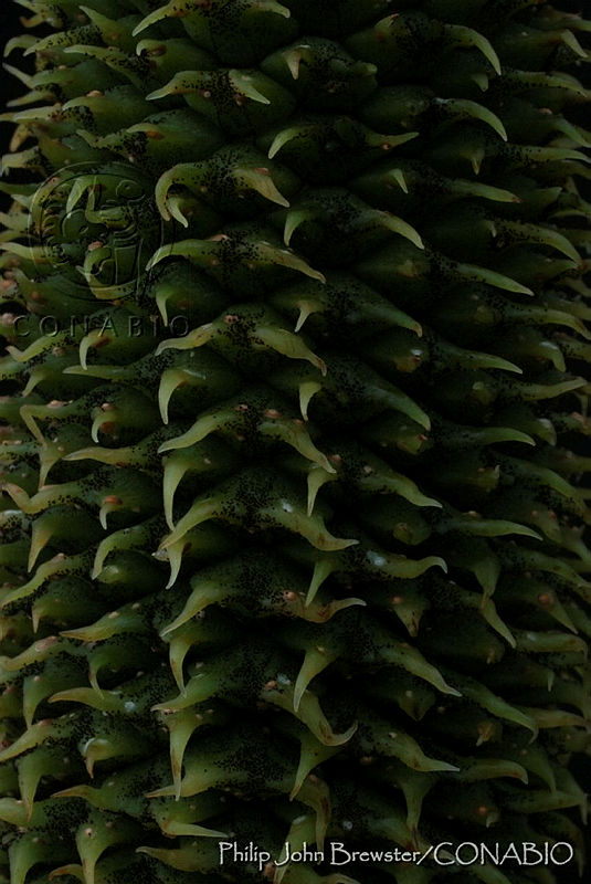 PJB0004%20Ceratozamia%20becerrae.jpg.nye84OjzMfkVtSVhQA3g0JtbmFja29CbnFuZ3NAbXJ6LGtwZwA.Xze7RW4Pka