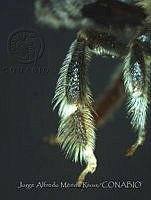 JAMR0872 Florilegus condignus.jpg