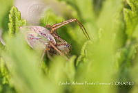 ZAPF0248 Peucetia sp..jpg