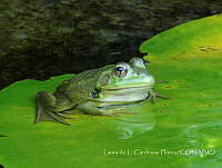 LCF0167 Lithobates catesbeianus.jpg