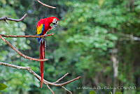 IMDOC1600 Ara macao.jpg