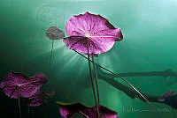 RMC07 Nymphaea odorata.jpg
