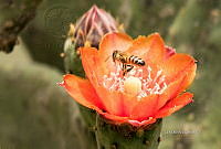 3R 01037 Opuntia tomentosa.jpg