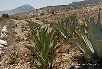 OTVHK040-182 Santa Ana Teloxtoc, Puebla.TIF