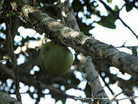 MEGA 0079 Crescentia alata.JPG