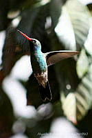 ARR016 Cynanthus latirostris.jpg