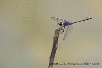 PJ016 0590 Dythemis nigrescens.JPG
