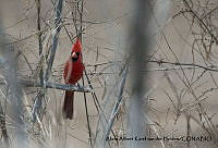 AAKVDH 0690 Cardinalis cardinalis.JPG