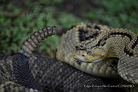 EENC01 Crotalus culminatus.jpg