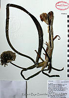 RBB0079 Allium cepa.tif