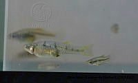AAKVDH 0324 Poeciliopsis prolifica.JPG