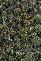 3R 00972 Ferocactus robustus.tif