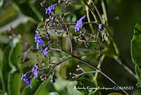 RRR0952 Vitex hemsleyi.jpg