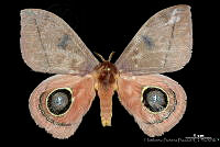 HBB0139 Automeris moloneyi.jpg