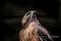 ZAPF0250 Buteo jamaicensis.jpg