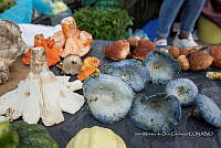 IMDOC Hong 0047 Lactarius indigo.jpg