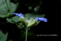 Yolox 3357 Salvia lasiocephala Hook. & Arn..jpg