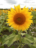 NDBR002 Helianthus annuus.JPG