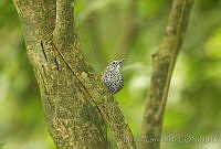 MGaves 2335 Pheugopedius maculipectus.jpg