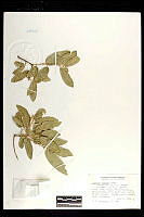 101800 Quercus grisea.jpg