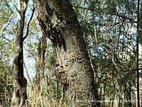 MEGA 0836 Agonandra racemosa.JPG