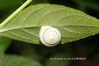 JCC0451 Helicinidae.JPG