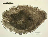 NE002 0182 Glossocercus auritus.jpg