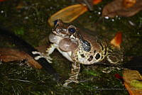 LAMH010 Smilisca baudinii.jpg