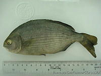 FVC0149 Kyphosus incisor.tif