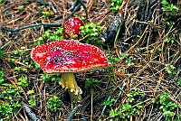 JPGL001 Amanita muscaria.jpg