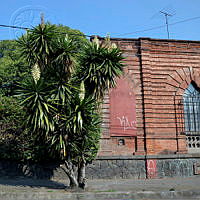 yuca (416 of 1).jpg