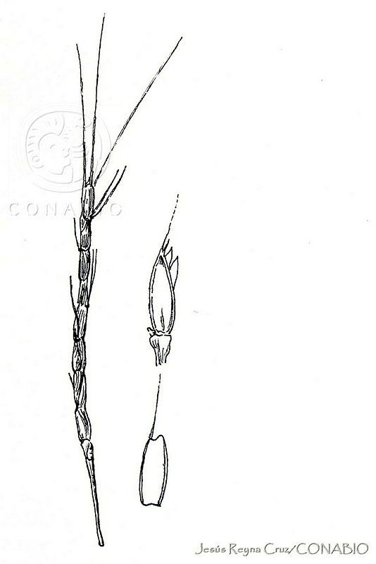 JRCGE003 3%20Aegilops%20cylindrica.jpg.qyeG0dr9MRkLz0VhQA3g0JtbmFja29CbnFuZ3NAbXJ6LGtwZwA.SKZl wFeIW