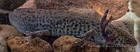 RIMB0005 Ambystoma mexicanum.jpg