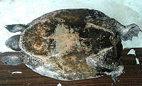 NE017 421 Dermatemys mawii.jpg
