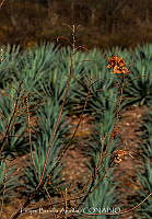 FBA1424 Paisaje agavero.jpg