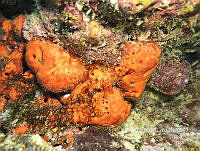 NE018 0721 Thyroscyphus marginatus.jpg