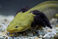 IMDOC2236 Ambystoma dumerilii.jpg