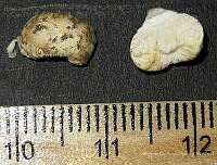 RGO0126 Gymnomyces xerophilus.JPG