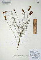 LAC015 Dalea candida var. oligophylla.JPG