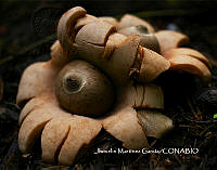 MN6PyH0133 Geastrum saccatum.jpg