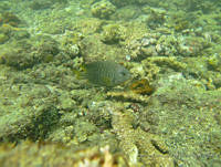 ALCM066 Stegastes flavilatus.JPG
