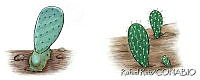 RR0020 Opuntia sp..jpg