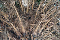 PRB0031 Myiopsitta monachus, Phoenix canariensis.jpg