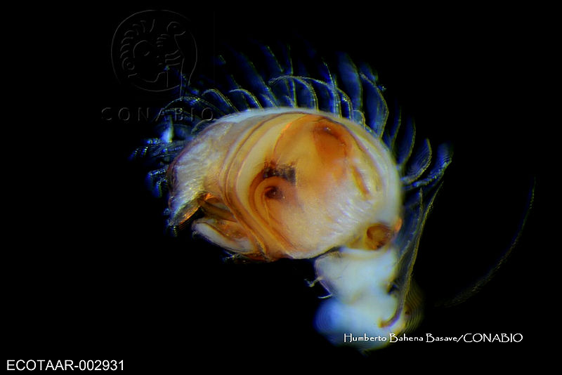 ME006%20ara%C3%B1a%200250%20Araneus%20pegnia.jpg.rSf t rzMcknScdhQA3g0JtbmFja29CbnFuZ3NAbXJ6LGtwZwA.wvxF0NQVEW