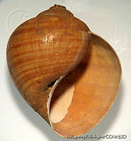 MRyRR0013 Ampullaria belizensis.jpg