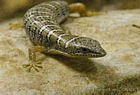 MDL0218 Gerrhonotus parvus.jpg