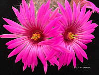 3R 00923 Mammillaria boolii.jpg