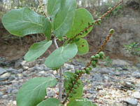 MEGA 0835 Coccoloba goldmanii.JPG