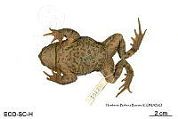 ME006 herp SCLC 0002 Incilius bocourti - (Brocchi, 1877).jpg