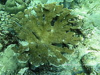 NE018 0379 Acropora palmata.jpg